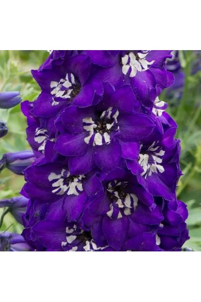 Темно-сині квіти дельфініуму з білим центром